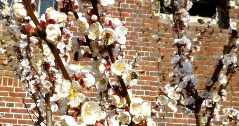 Graine & Grignote arbre champ