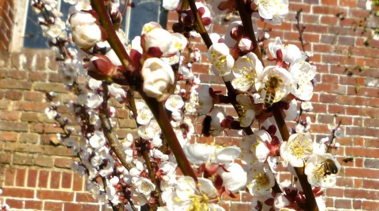 Graine & Grignote arbre champ
